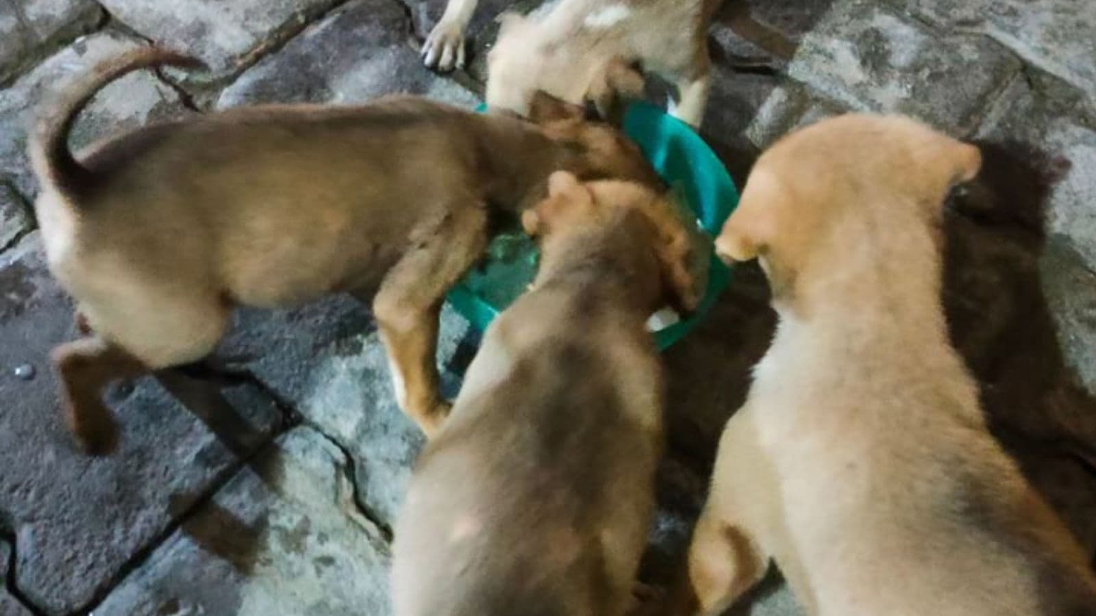 In My Area People Used To Feed Dogs. Now Everyone Is Poor. Dogs Are Dying