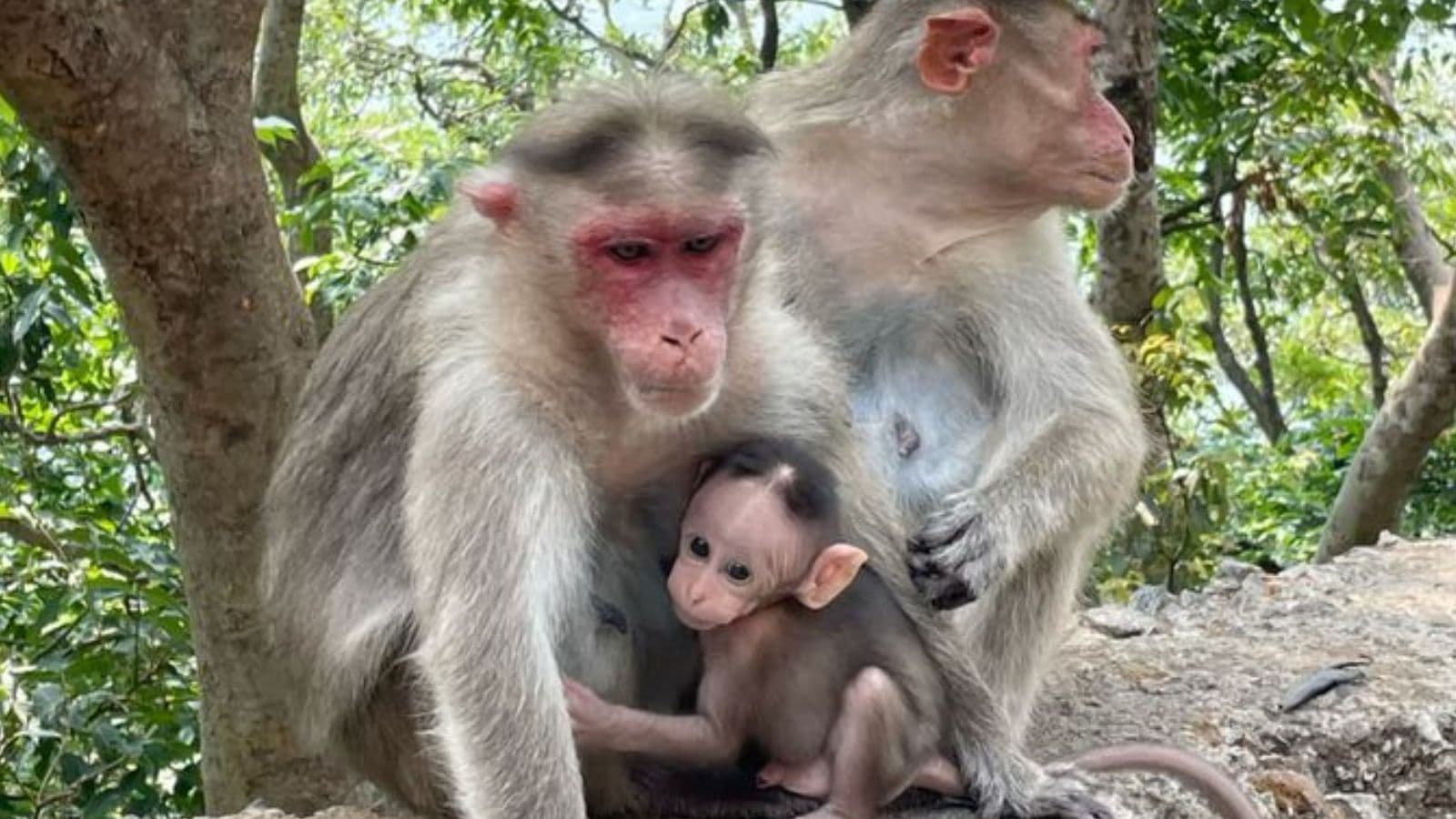 Monkeys Come To My Village Every Day. They Are So Thin. No Fruits In Jungle.